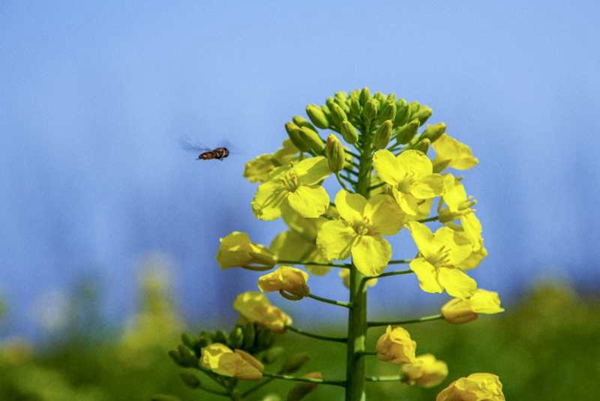 2月22日，在全椒縣城東拍攝的油菜花。王春蘭  攝.jpg