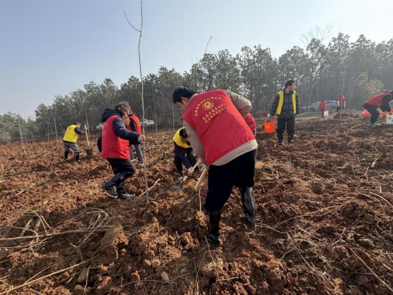 全椒縣西王鎮(zhèn)：三月春光好 植樹正當(dāng)時(shí)